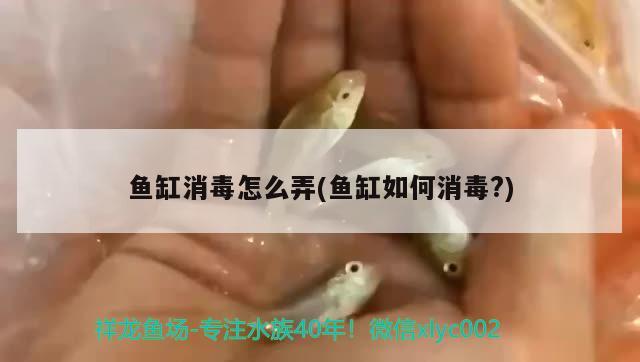 魚缸消毒怎么弄(魚缸如何消毒?) 巴西亞魚