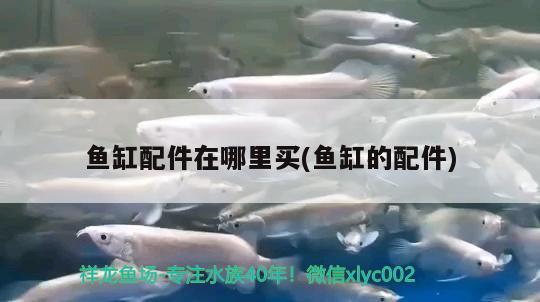 南昌定做魚缸找哪家做價(jià)格實(shí)惠，江西南昌墻面魚缸廠家有值得選擇的嗎