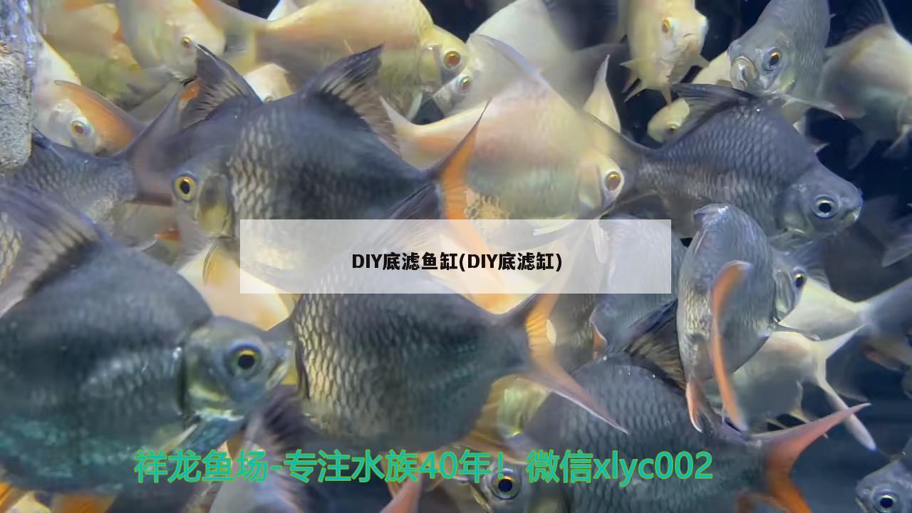 魚缸led燈水族燈怎么安裝(自制led魚缸燈教程) 黃金夢幻雷龍魚