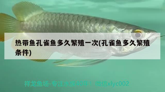 記錄養(yǎng)魚(yú)點(diǎn)點(diǎn)滴滴 野生地圖魚(yú) 第2張