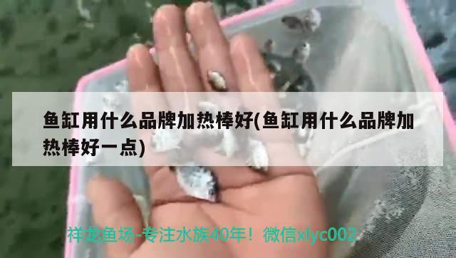 可愛麗魚缸官網(wǎng)(可愛麗魚缸官網(wǎng)售后) 斑馬鴨嘴魚苗