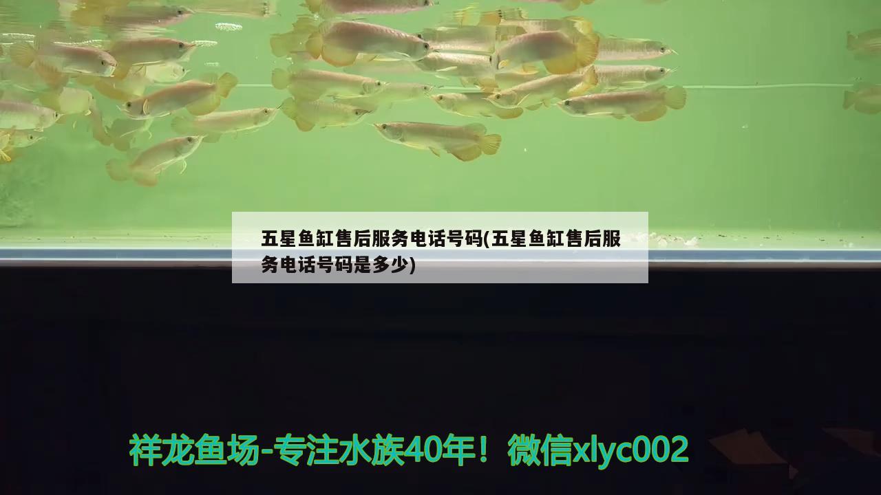 南美白對蝦空腸空胃應(yīng)該怎么辦？ 元寶鳳凰魚 第3張