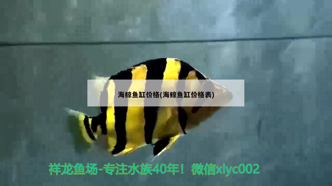 海鯨魚缸價(jià)格(海鯨魚缸價(jià)格表) 奈及利亞紅圓點(diǎn)狗頭