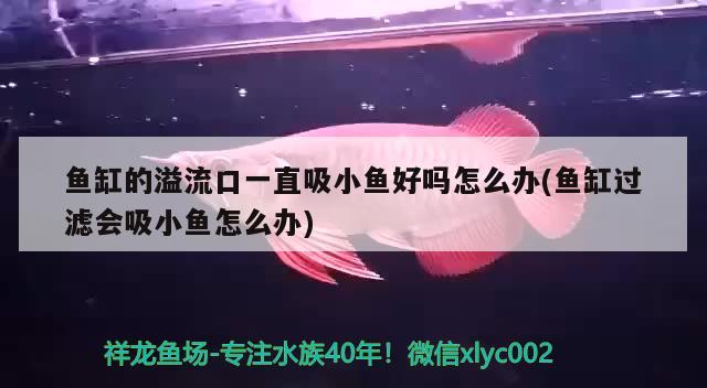 銀龍魚背上發(fā)黑怎么回事（銀龍魚背部是什么顏色）