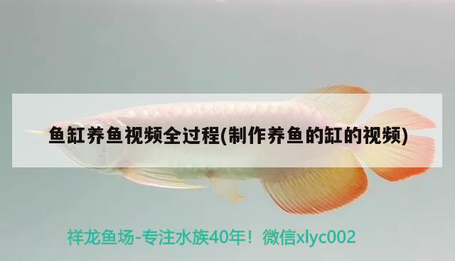 魚缸養(yǎng)魚視頻全過(guò)程(制作養(yǎng)魚的缸的視頻) 細(xì)線銀版魚