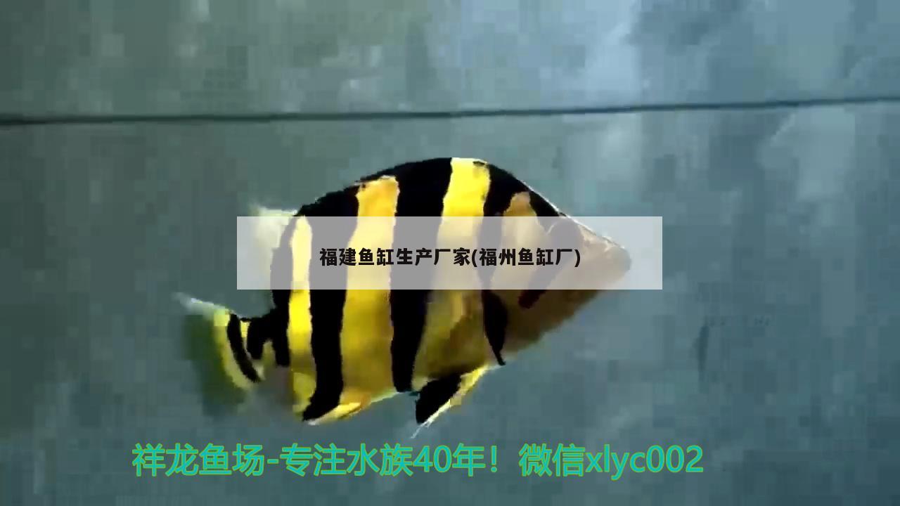 女孩 馬拉莫寶石魚苗 第3張