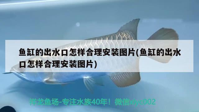 魚缸的出水口怎樣合理安裝圖片(魚缸的出水口怎樣合理安裝圖片) 紅龍福龍魚