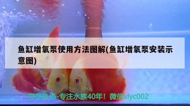 魚缸增氧泵使用方法圖解(魚缸增氧泵安裝示意圖) 粗線銀版魚