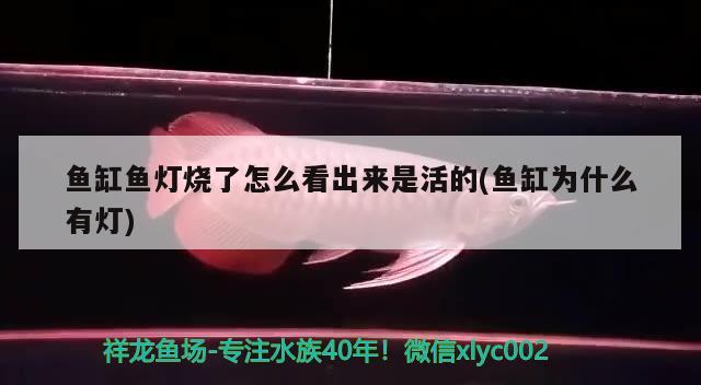 魚缸魚燈燒了怎么看出來是活的(魚缸為什么有燈) 麥肯斯銀版魚