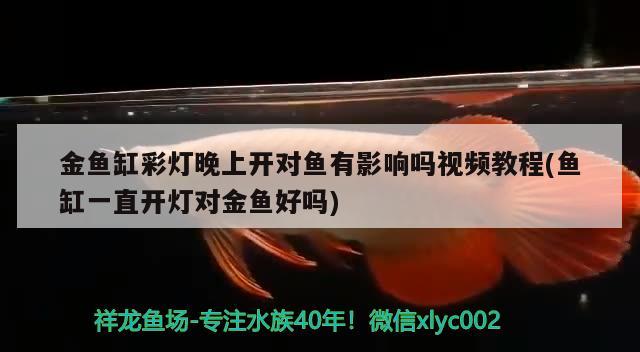 金魚缸彩燈晚上開對魚有影響嗎視頻教程(魚缸一直開燈對金魚好嗎) 錦鯉魚百科