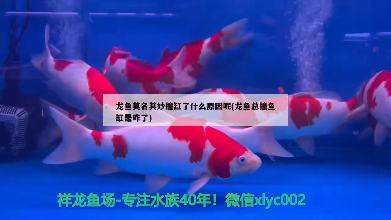 龍魚莫名其妙撞缸了什么原因呢(龍魚總撞魚缸是咋了) 申古三間魚