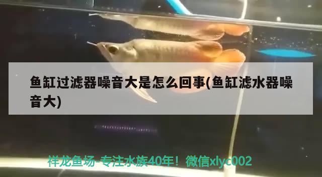 魚(yú)缸過(guò)濾器噪音大是怎么回事(魚(yú)缸濾水器噪音大) 泰龐海蓮魚(yú)