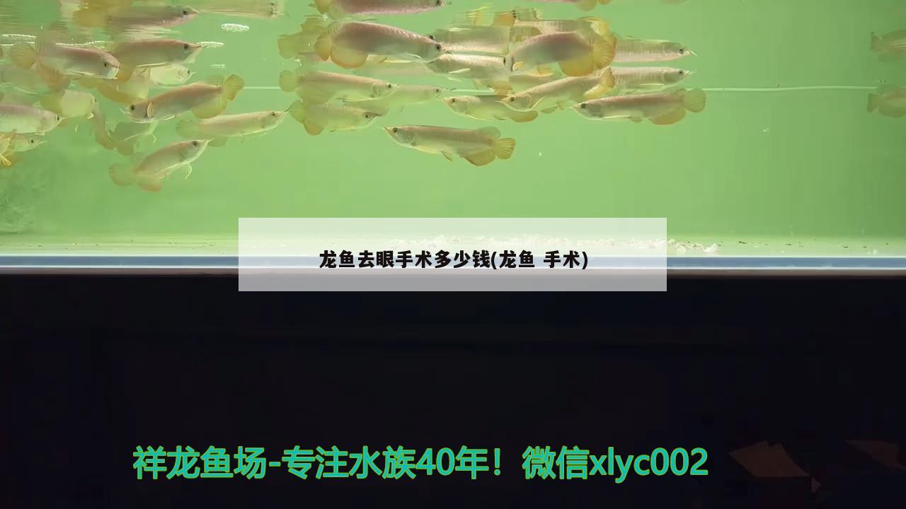 好養(yǎng)活的觀賞魚，北京動物園海洋館 都有什么魚類呢，給做些重點介紹吧