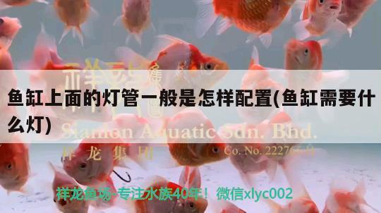 魚缸上面的燈管一般是怎樣配置(魚缸需要什么燈) 委內(nèi)瑞拉奧里諾三間魚