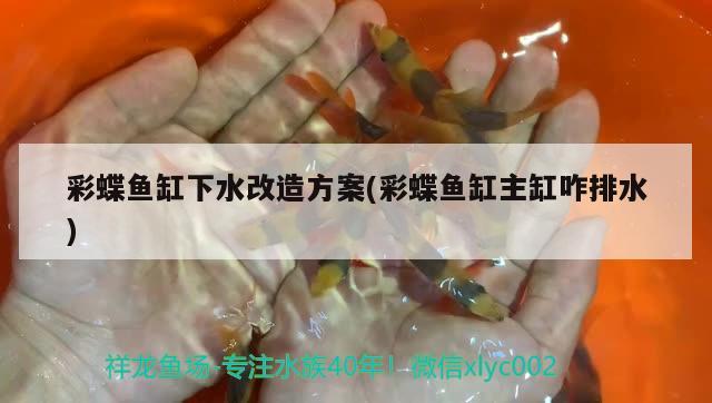 彩蝶魚缸下水改造方案(彩蝶魚缸主缸咋排水) 水族燈（魚缸燈）