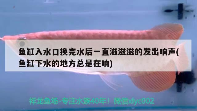 魚(yú)缸入水口換完水后一直滋滋滋的發(fā)出響聲(魚(yú)缸下水的地方總是在響)