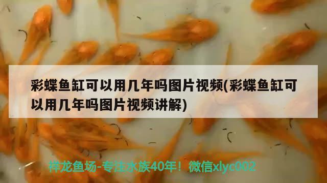 彩蝶魚缸可以用幾年嗎圖片視頻(彩蝶魚缸可以用幾年嗎圖片視頻講解) 熱帶魚魚苗批發(fā)