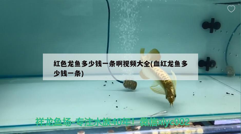 紅色龍魚多少錢一條啊視頻大全(血紅龍魚多少錢一條) 水族品牌