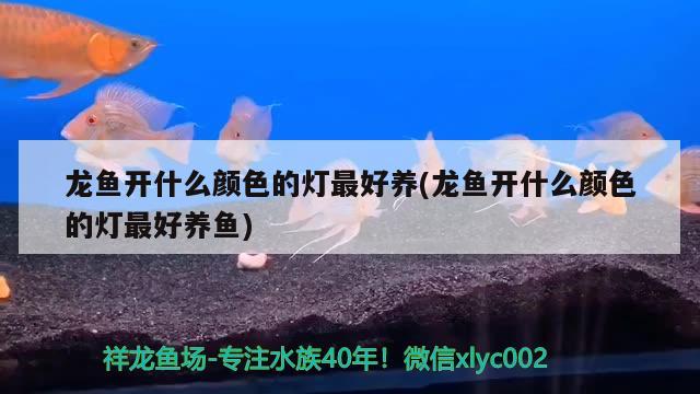 龍魚開什么顏色的燈最好養(yǎng)(龍魚開什么顏色的燈最好養(yǎng)魚)