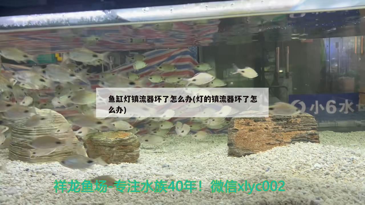 魚缸燈鎮(zhèn)流器壞了怎么辦(燈的鎮(zhèn)流器壞了怎么辦)