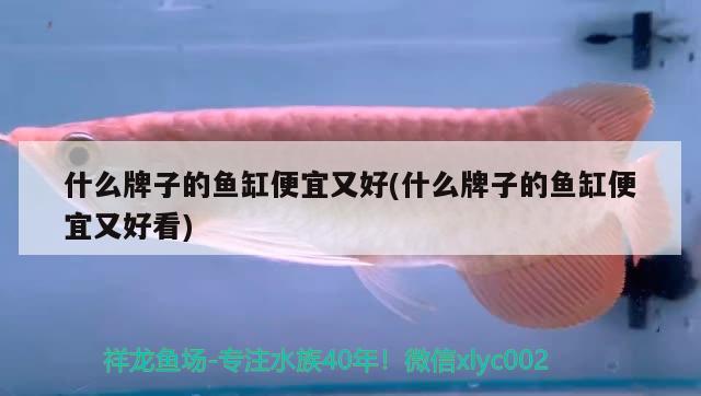 什么牌子的魚缸便宜又好(什么牌子的魚缸便宜又好看) 白條過背金龍魚 第4張