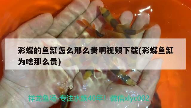 彩蝶的魚(yú)缸怎么那么貴啊視頻下載(彩蝶魚(yú)缸為啥那么貴) 祥龍超血紅龍魚(yú)