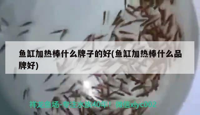 魚缸加熱棒什么牌子的好(魚缸加熱棒什么品牌好) 玫瑰銀版魚