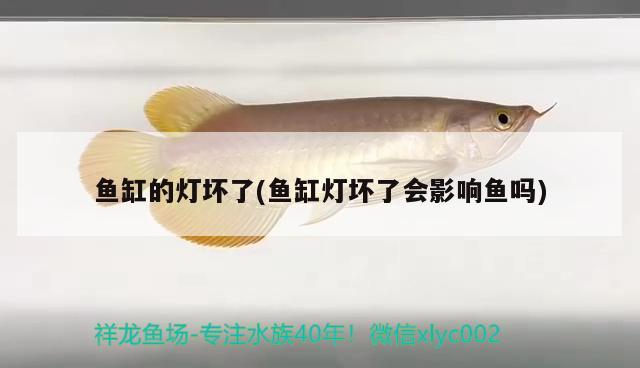 魚缸的燈壞了(魚缸燈壞了會影響魚嗎) 眼斑魚