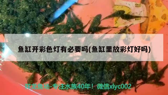 魚缸開彩色燈有必要嗎(魚缸里放彩燈好嗎)