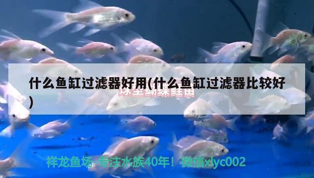 海鯨魚缸怎么樣養(yǎng)(魚缸里養(yǎng)鯨魚) 小型觀賞魚