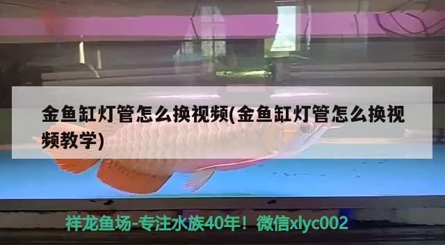 金魚缸燈管怎么換視頻(金魚缸燈管怎么換視頻教學(xué))