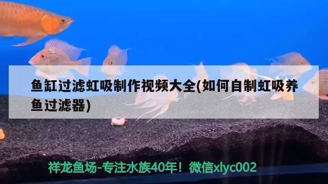 魚(yú)缸過(guò)濾虹吸制作視頻大全(如何自制虹吸養(yǎng)魚(yú)過(guò)濾器) 細(xì)線銀版魚(yú)