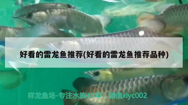 好看的雷龍魚推薦(好看的雷龍魚推薦品種)