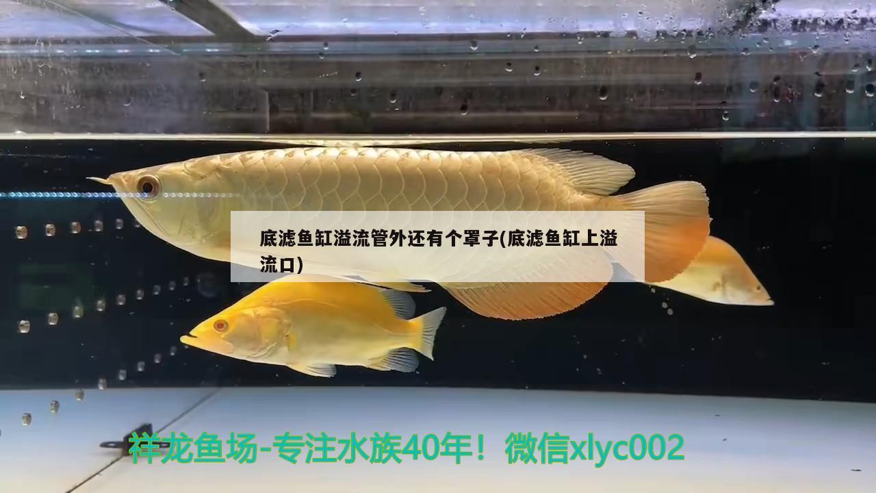 底濾魚缸溢流管外還有個(gè)罩子(底濾魚缸上溢流口) ?；?異型虎魚/純色虎魚