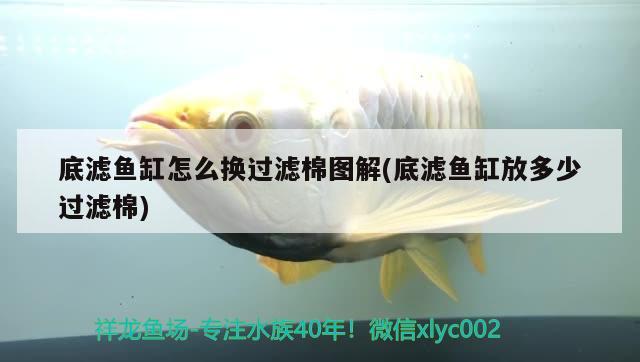 底濾魚缸怎么換過濾棉圖解(底濾魚缸放多少過濾棉)