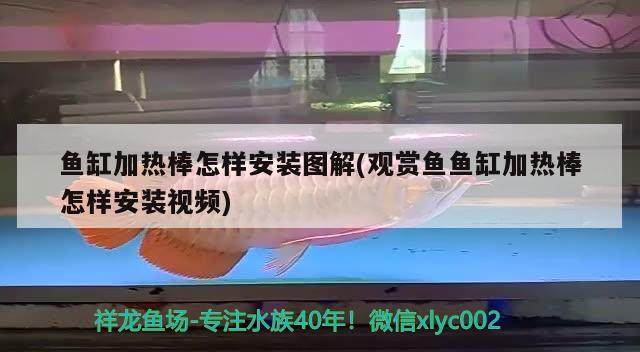 魚缸加熱棒怎樣安裝圖解(觀賞魚魚缸加熱棒怎樣安裝視頻) 印尼小紅龍