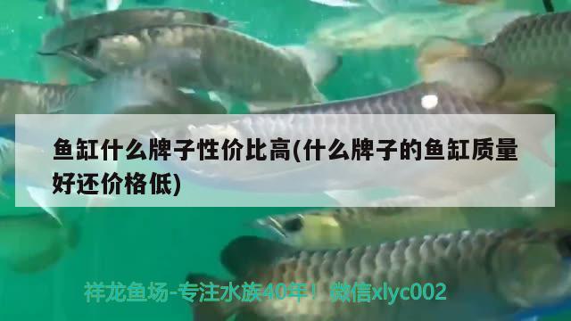 魚缸什么牌子性價比高(什么牌子的魚缸質(zhì)量好還價格低) 稀有紅龍品種 第2張