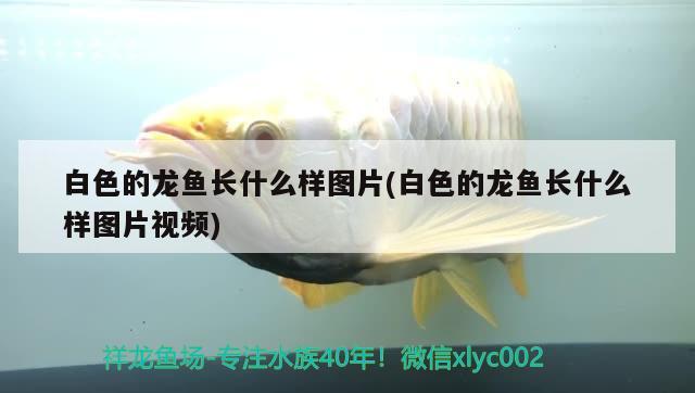 白色的龍魚長(zhǎng)什么樣圖片(白色的龍魚長(zhǎng)什么樣圖片視頻)