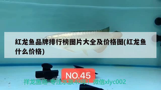 紅龍魚品牌排行榜圖片大全及價(jià)格圖(紅龍魚什么價(jià)格) 造景/裝飾