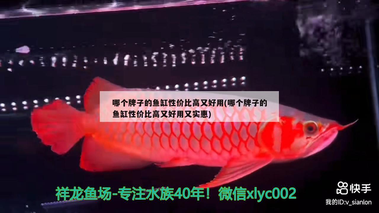 哪個牌子的魚缸性價比高又好用(哪個牌子的魚缸性價比高又好用又實惠) 白條過背金龍魚