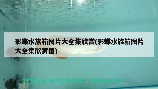 家里魚缸大小有沒有講究(家里放小魚缸有什么講究) 黑金魟魚