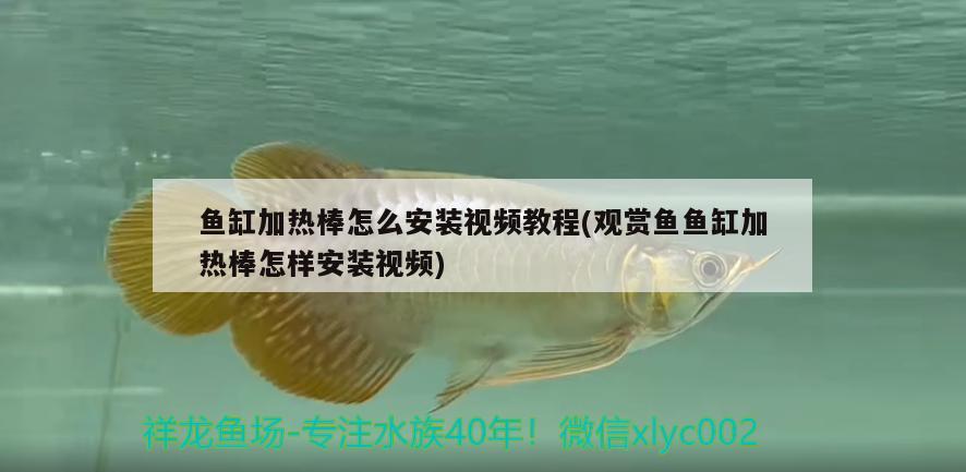 魚缸加熱棒怎么安裝視頻教程(觀賞魚魚缸加熱棒怎樣安裝視頻)