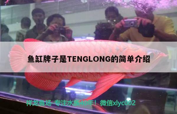 魚缸牌子是TENGLONG的簡單介紹 水族品牌