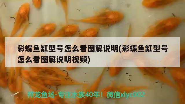 彩蝶魚缸型號怎么看圖解說明(彩蝶魚缸型號怎么看圖解說明視頻) 赤焰中國虎魚