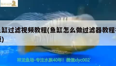 魚缸過濾視頻教程(魚缸怎么做過濾器教程視頻) 虎魚魚苗