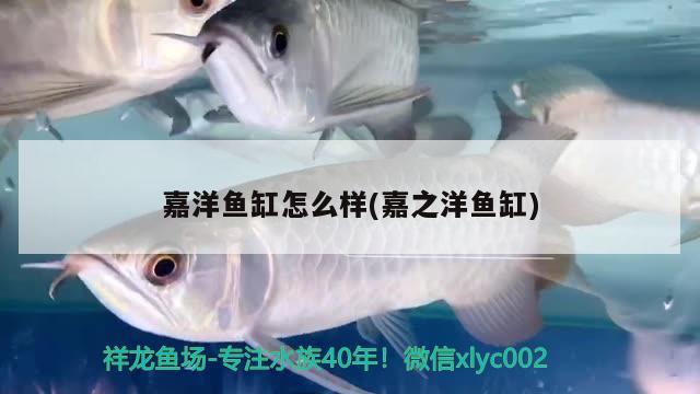 嘉洋魚缸怎么樣(嘉之洋魚缸) 埃及神仙魚