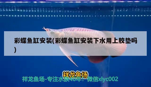 金龍魚混養(yǎng)魚最佳搭配圖片視頻教程：金龍魚混養(yǎng)怎么喂食 龍魚百科 第1張