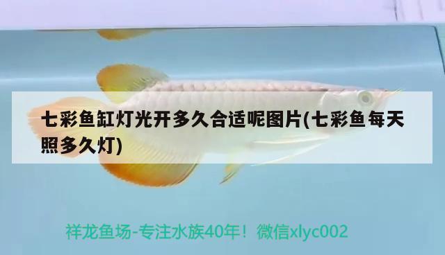 七彩魚缸燈光開多久合適呢圖片(七彩魚每天照多久燈)