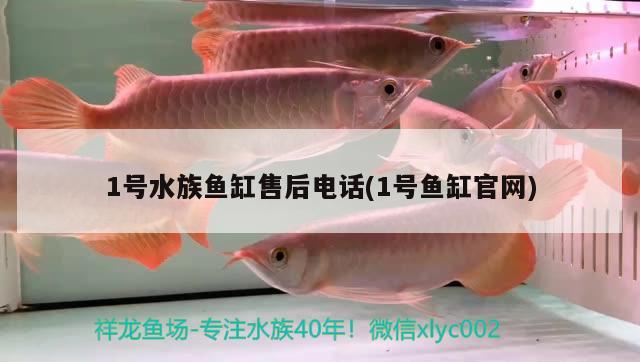 羅漢魚種類區(qū)分：羅漢魚分幾種品系