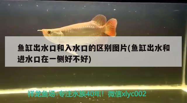 魚(yú)缸出水口和入水口的區(qū)別圖片(魚(yú)缸出水和進(jìn)水口在一側(cè)好不好)